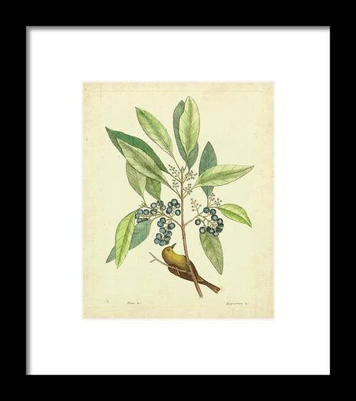 Catesby Bird & Botanical V Framed Print