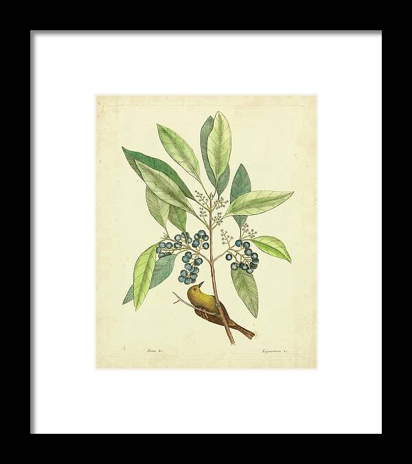 Catesby Bird & Botanical V Framed Print