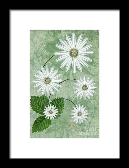 Cinco Framed Print