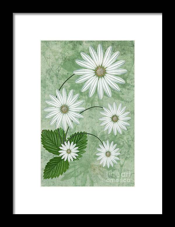 Cinco Framed Print