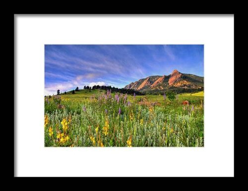 Colorado Wildflowers Framed Print