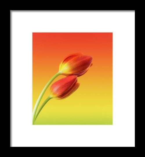 Colorful Tulips Framed Print