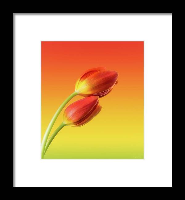 Colorful Tulips Framed Print