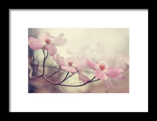 Dogwood Framed Print