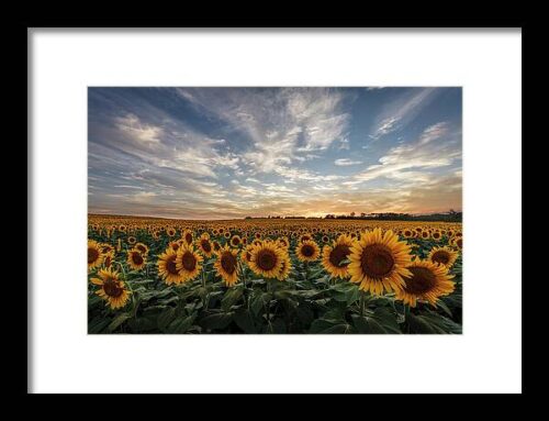 Field of Gold Framed Print