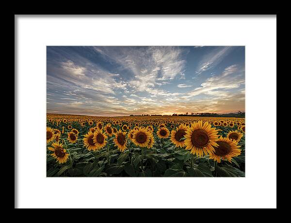 Field of Gold Framed Print