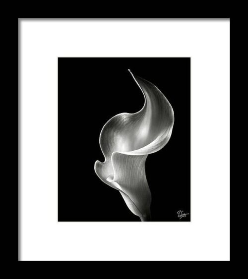 Flame Calla Lily in Black and White Framed Print