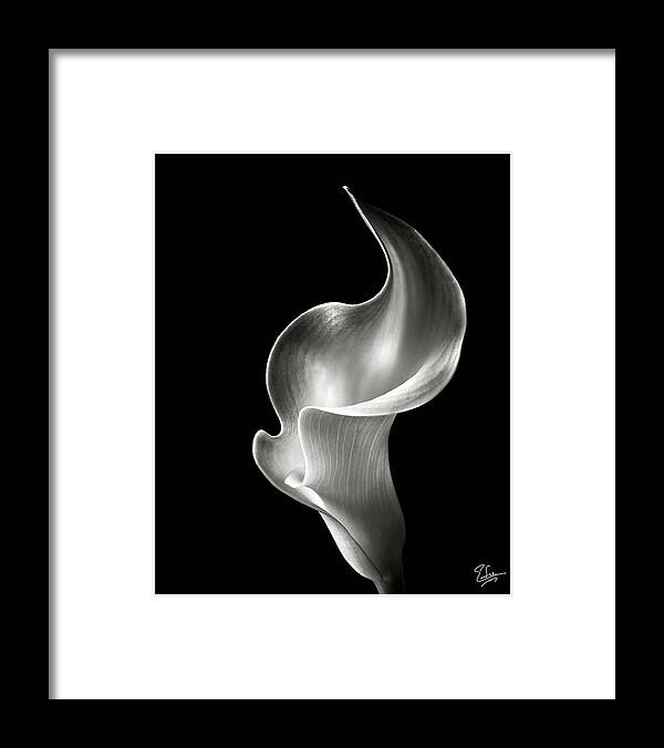 Flame Calla Lily in Black and White Framed Print