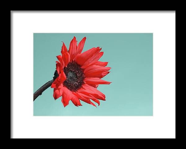 Floral Energy Framed Print
