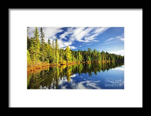 Forest reflecting in lake Framed Print