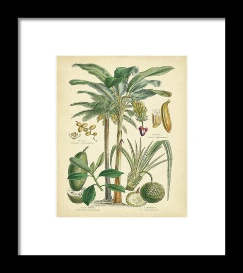 Fruitful Palm II Framed Print