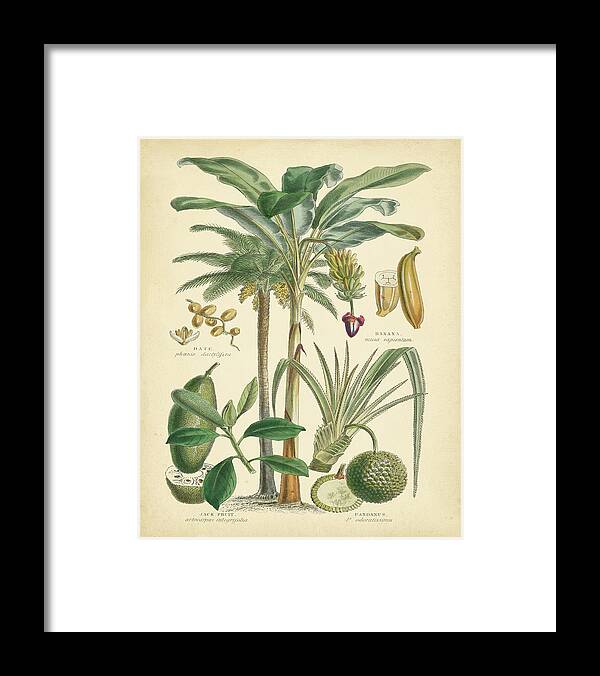 Fruitful Palm II Framed Print