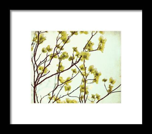 Green Dogwood Framed Print