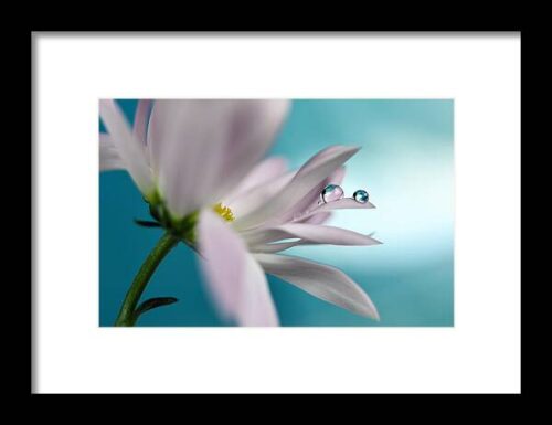 In Turquoise Company #1 Framed Print