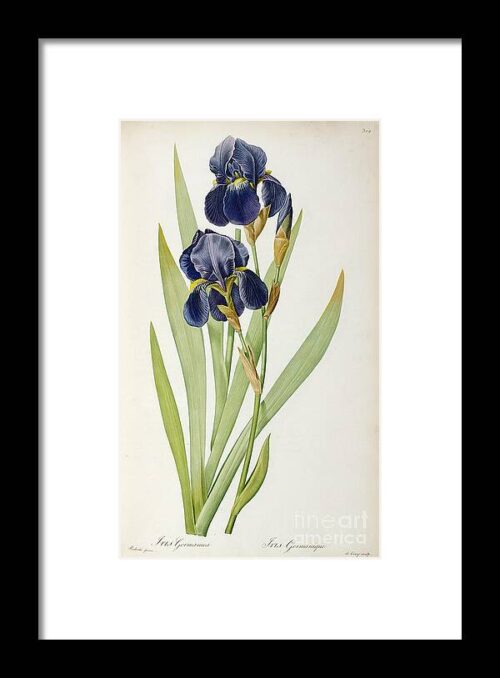 Iris Germanica Framed Print