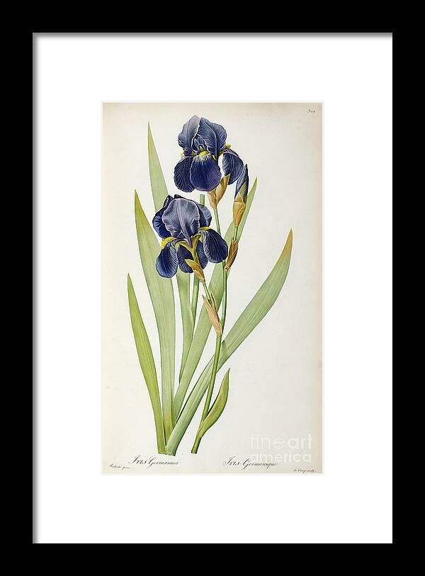 Iris Germanica Framed Print