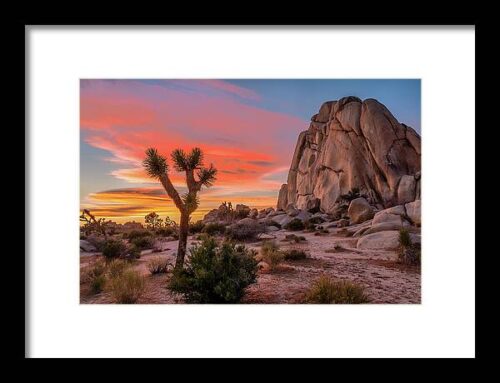 Joshua Tree Sunset Framed Print