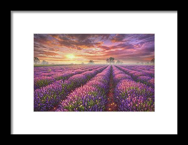 Lavender Field Framed Print
