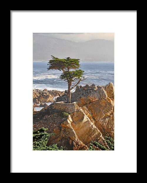 Lone Cypress - The icon of Pebble Beach California Framed Print