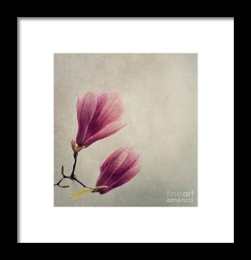 Magnolia flower on art texture Framed Print
