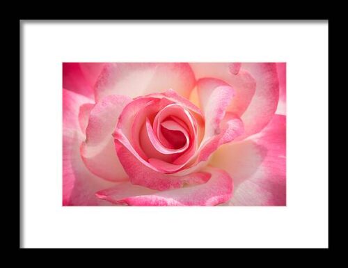 Pink Cotton Candy Rose Framed Print