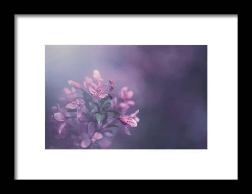 Purple Framed Print