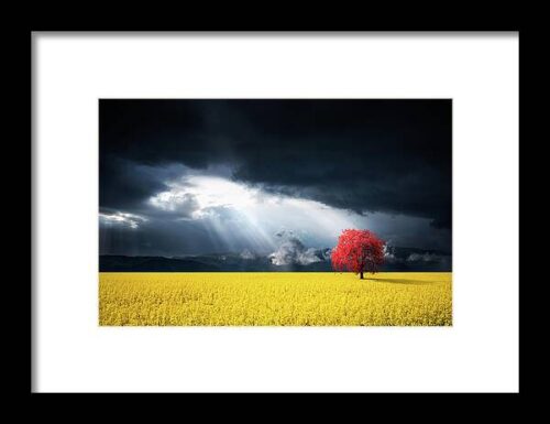 Red Tree on Canola meadow Framed Print