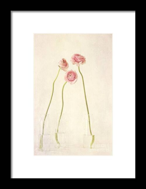 Renoncules Framed Print