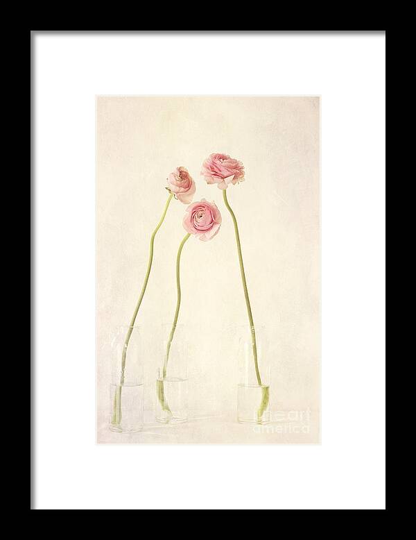 Renoncules Framed Print