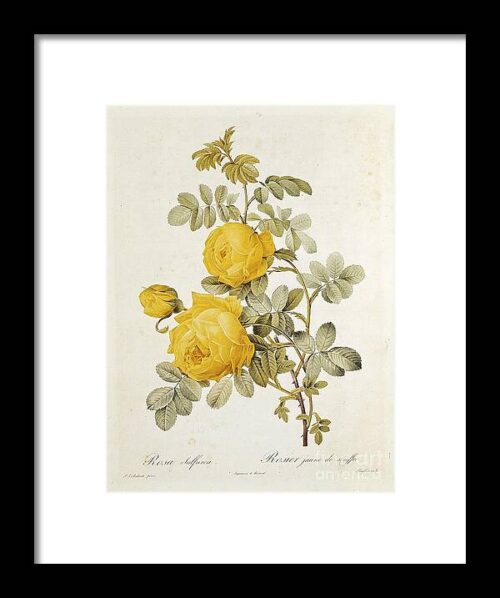 Rosa Sulfurea Framed Print