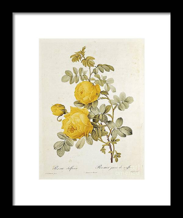 Rosa Sulfurea Framed Print