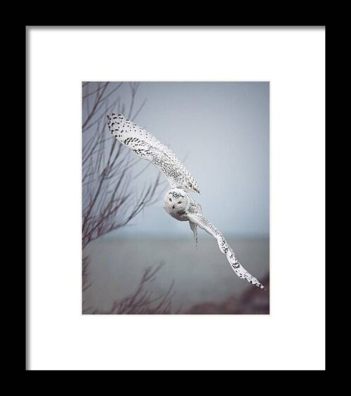 Snowy Owl In Flight Framed Print