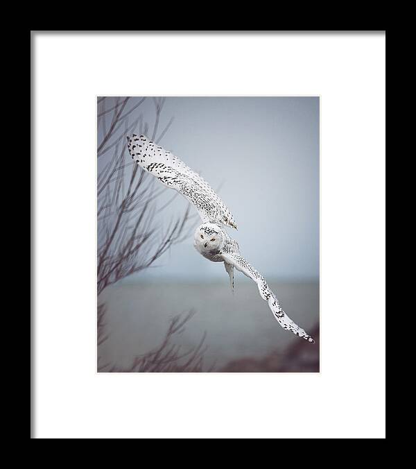 Snowy Owl In Flight Framed Print