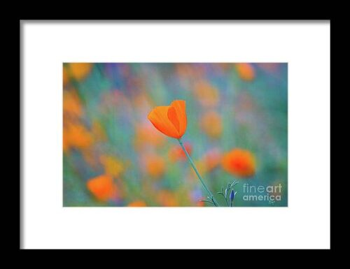 Spring Poppy Framed Print