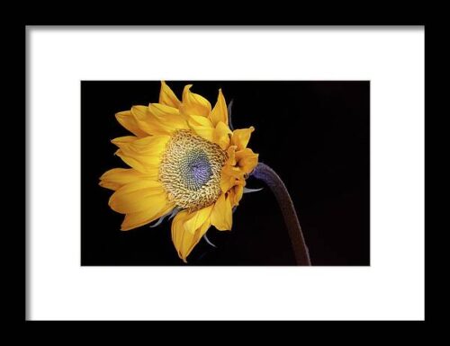 Sunflower 031708 Framed Print