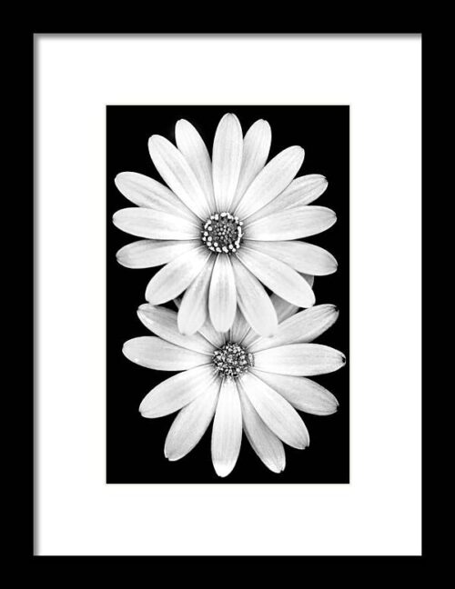 Two Flowers Framed Print