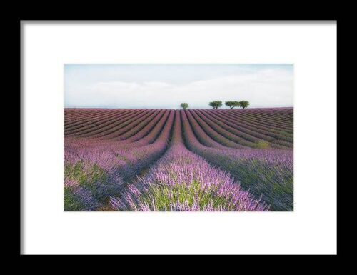 Velours De Lavender Framed Print