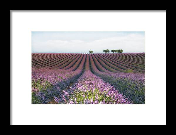 Velours De Lavender Framed Print
