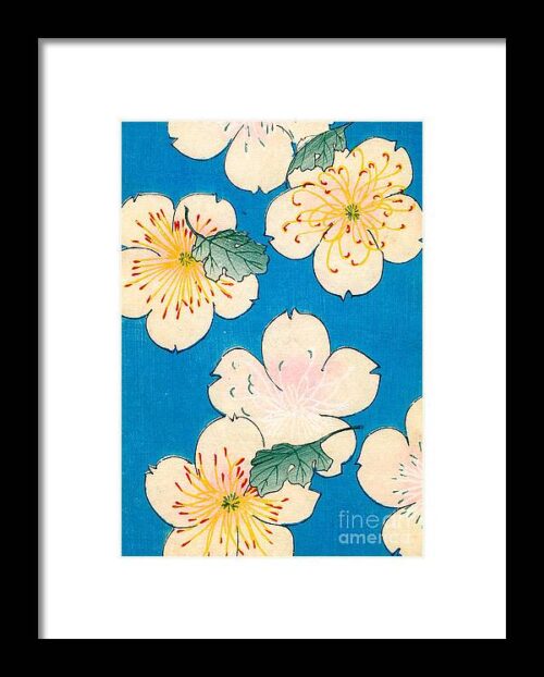 Vintage Japanese illustration of dogwood blossoms Framed Print