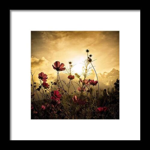Watching the Sun Framed Print