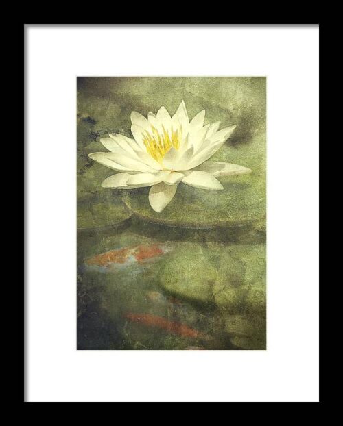 Water Lily Framed Print