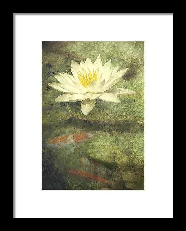 Water Lily Framed Print Water Lily Framed Print