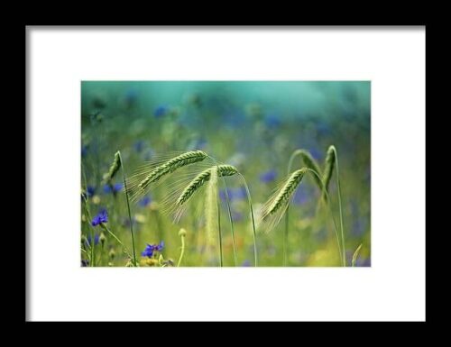 Wheat And Corn Flowers #1 Framed Print