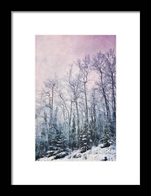 Winter Forest Framed Print