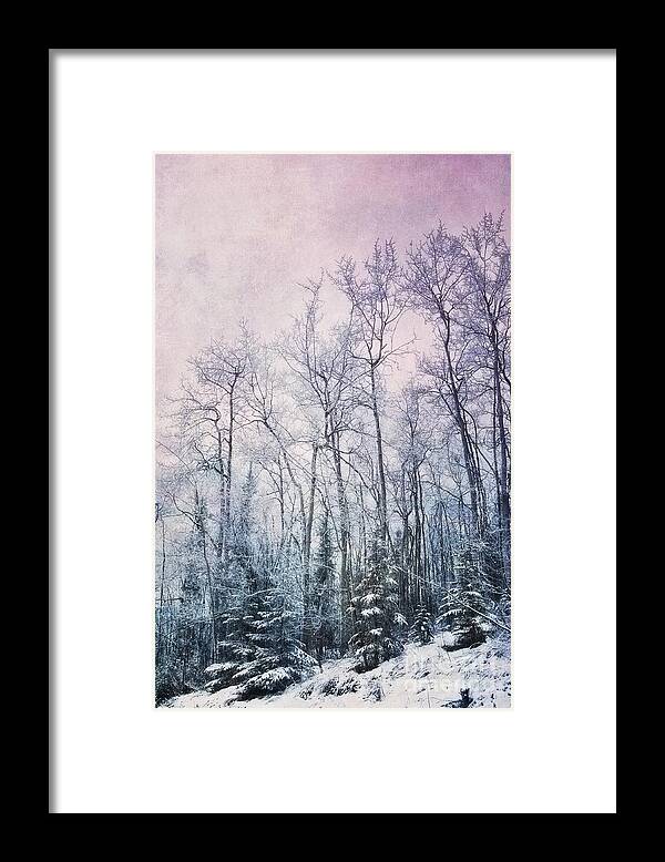 Winter Forest Framed Print